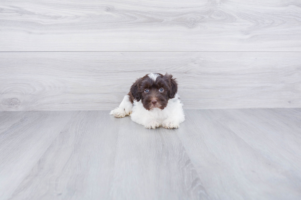 Meet Shinola - our Mini Labradoodle Puppy Photo 3/4 - Premier Pups