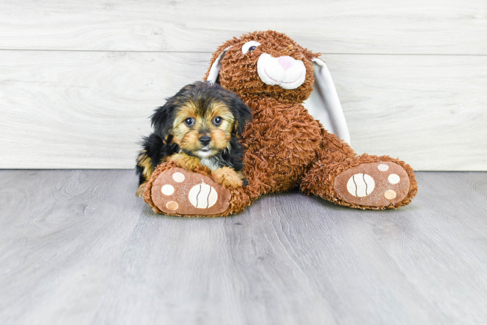 Meet Thelma - our Yorkshire Terrier Puppy Photo 