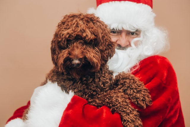 man dressed as santa with a puppy in his arms