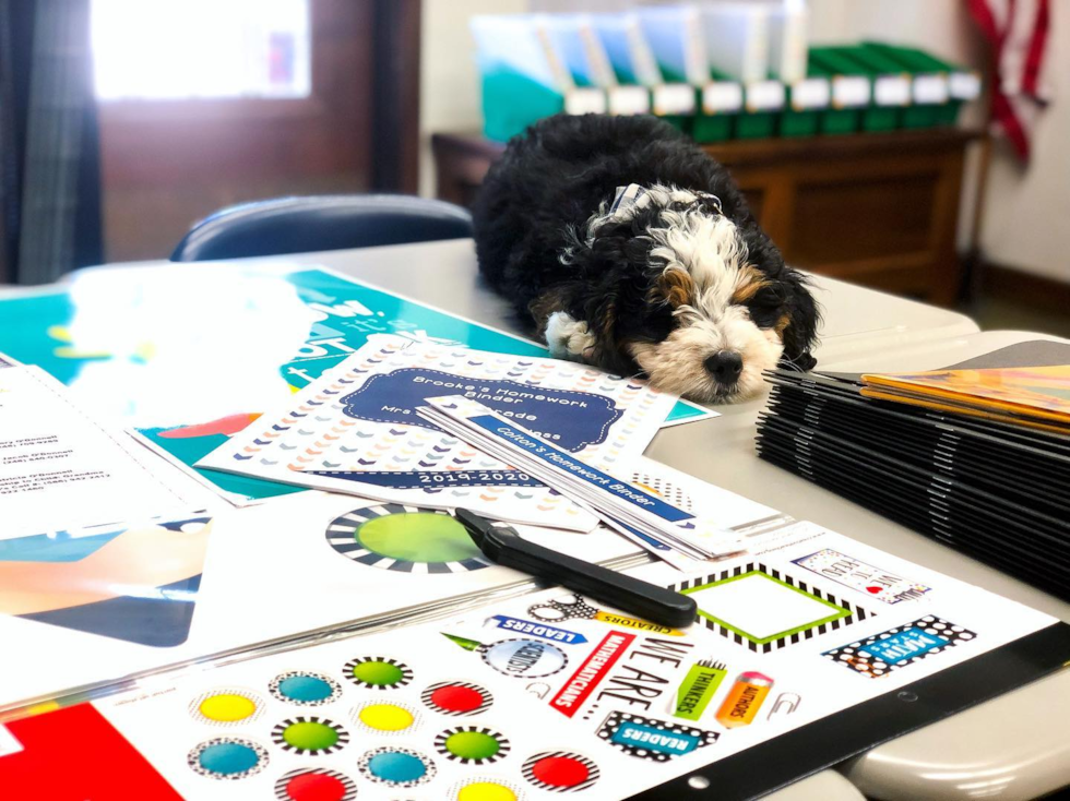 mini bernedoodle dog sitting on a table next to games - are mini bertnedoodles good for toddlers