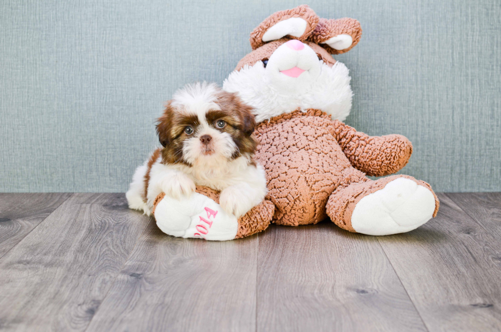 where to buy a teddy bear puppy