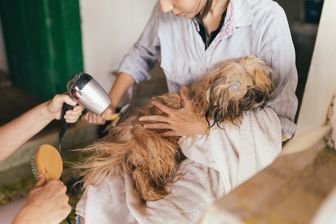 close-up of a dog's wet fur being brushed and dried after bath