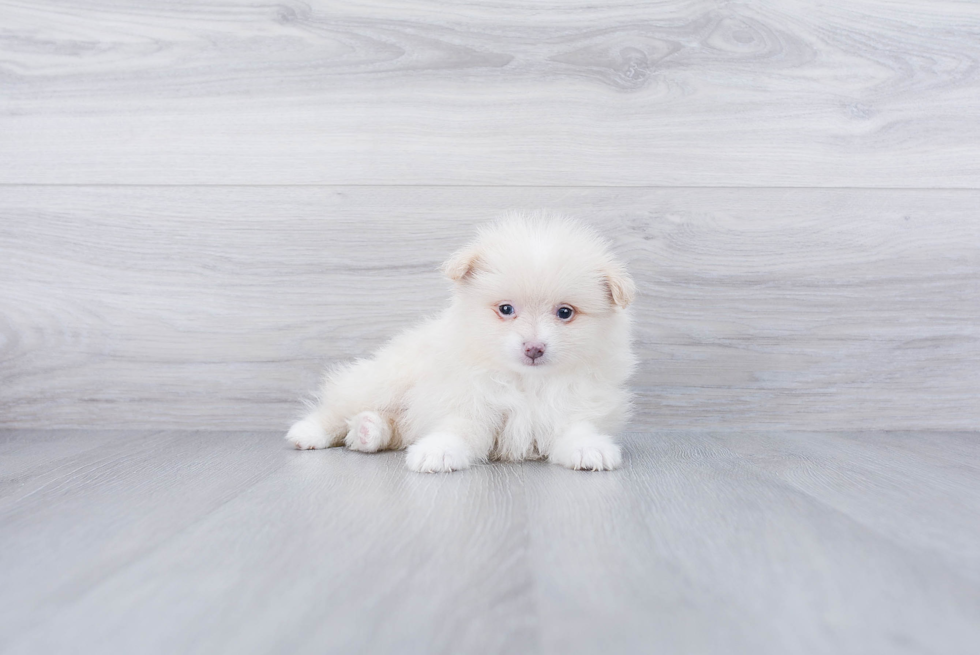 Meet Jonas - our Pomeranian Puppy Photo 3/4 - Premier Pups