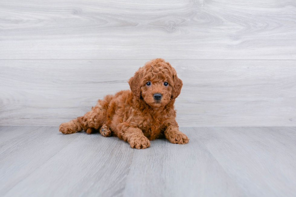 Meet Jessa - our Mini Goldendoodle Puppy Photo 1/3 - Premier Pups