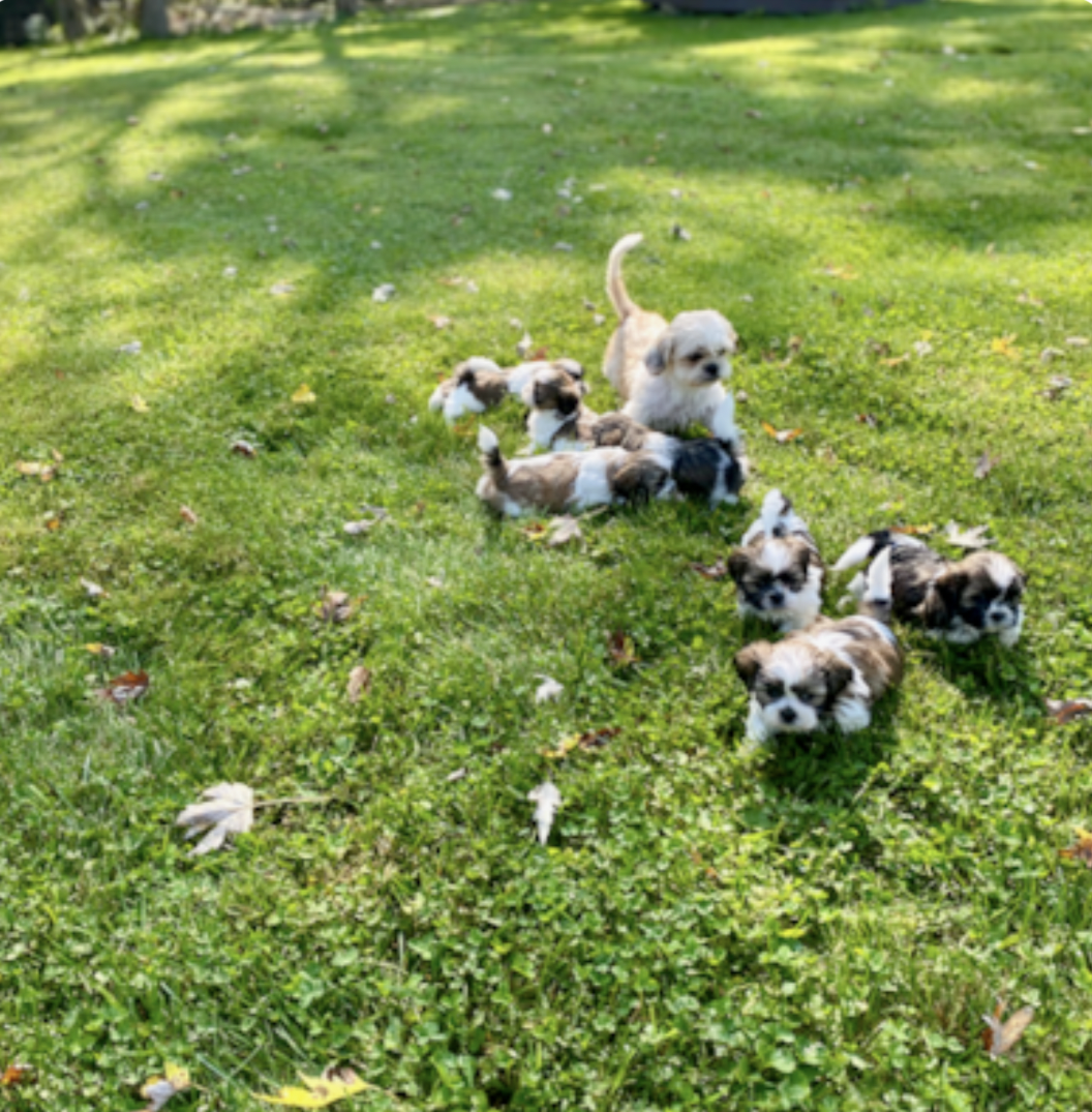 a mother and her seven puppies running around on a lawn - premier pups reputable breeders
