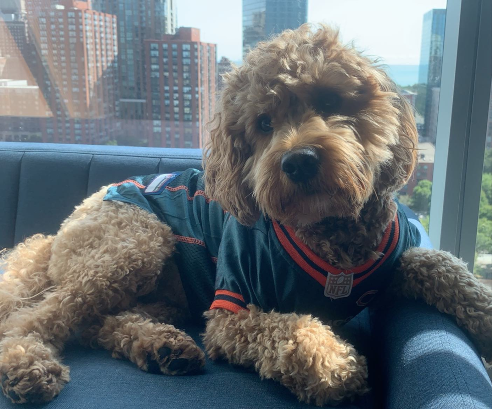 beautiful cockapoo dog sitting on a couch by a window - standard cockapoo size