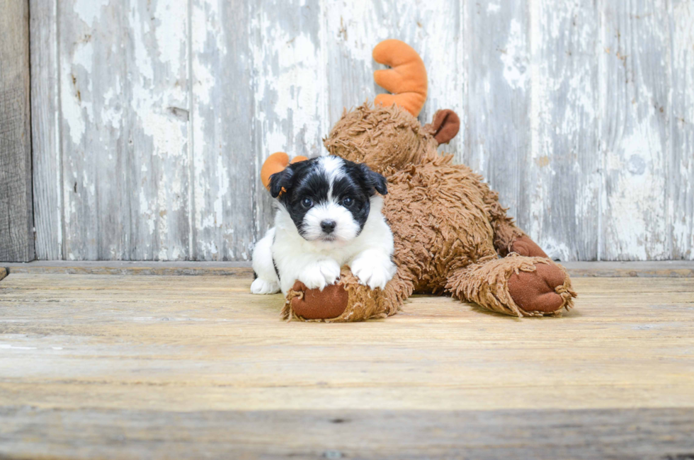 Havanese dogs for sale near me