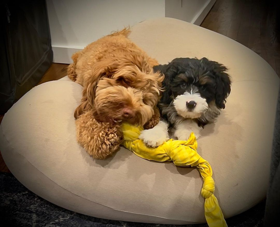 mini bernedoodle next to a brown dog sitting on a round pillow - are mini bernedoodles good family dogs 