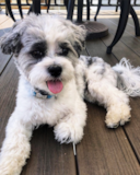 Puppy For Sale Premier Pups Cute Teddy Bear Designer Pup