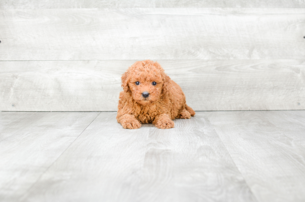 Mini Goldendoodle Puppies for Sale - US Shipping | Premierpups