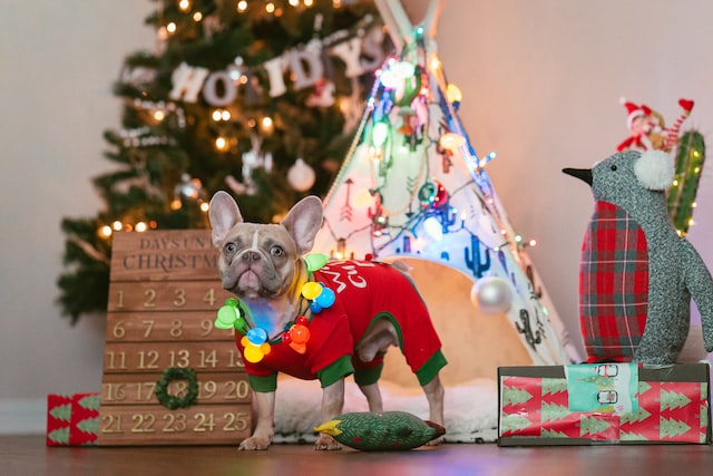 French bulldog puppy wearing a Christmas outfit