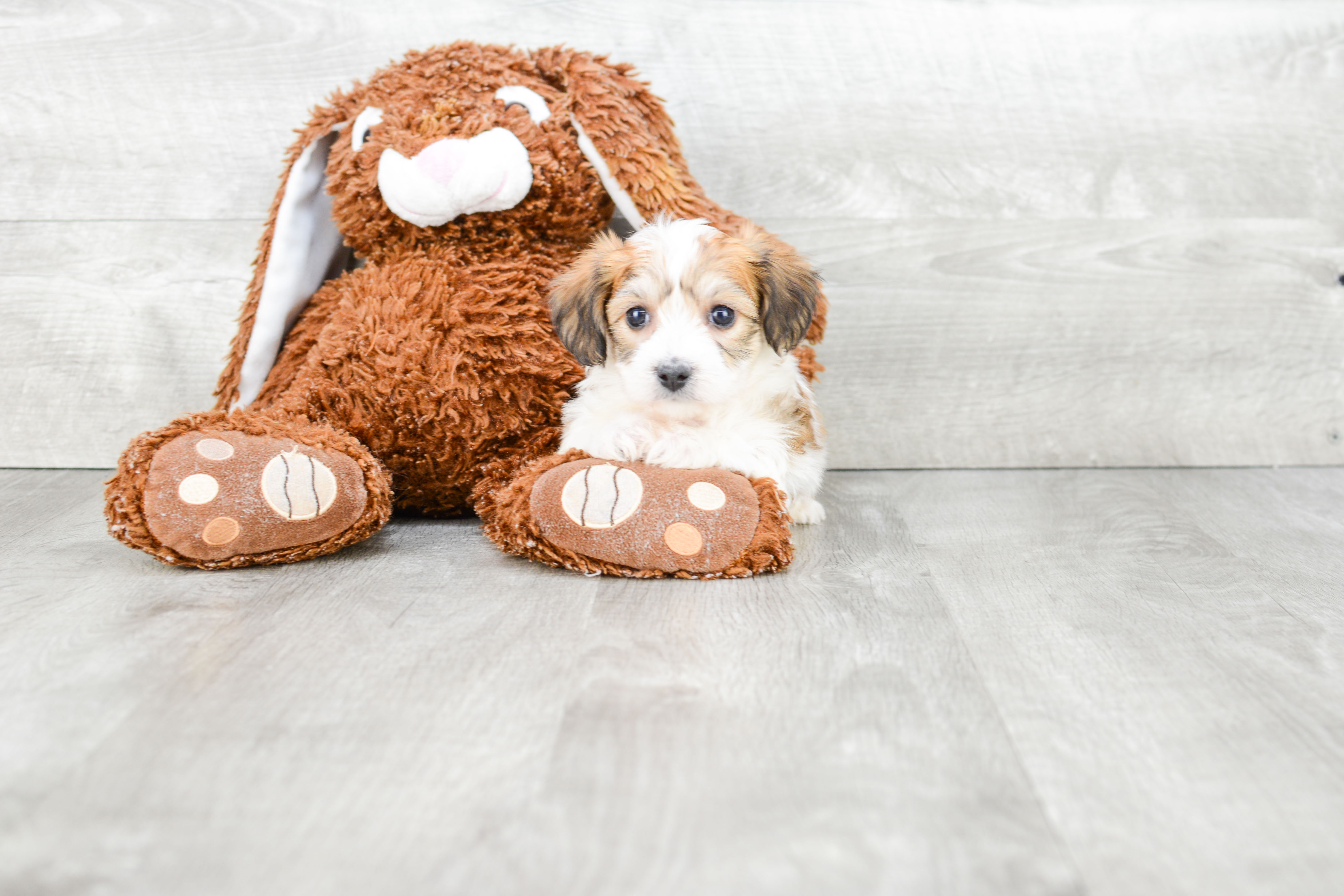 Morkie Puppies For Sale On The Spot Adoption In Ohio US Shipping   56711a36 96e2 4141 B248 B63a2b616edc 