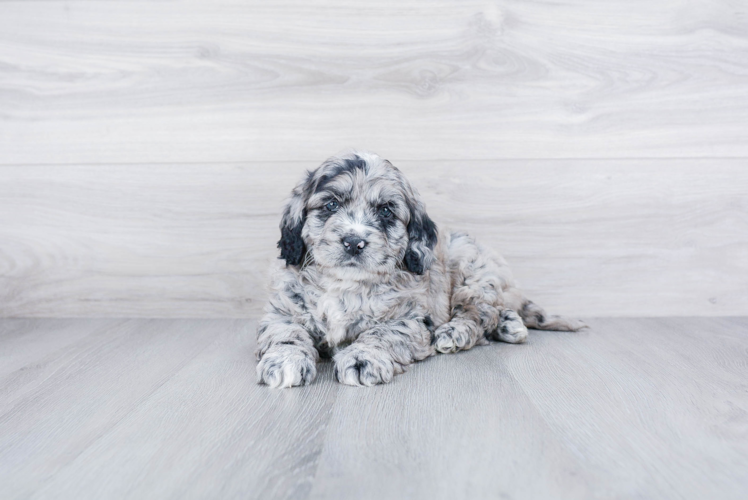 Meet Rolo - our Mini Goldendoodle Puppy Photo 1/4 - Premier Pups