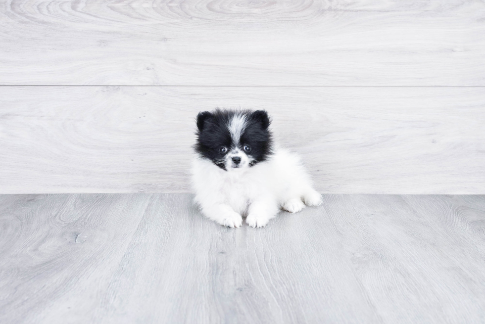Meet Kova - our Pomeranian Puppy Photo 3/3 - Premier Pups