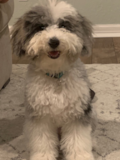 Sweet Mini Sheepadoodle Pup