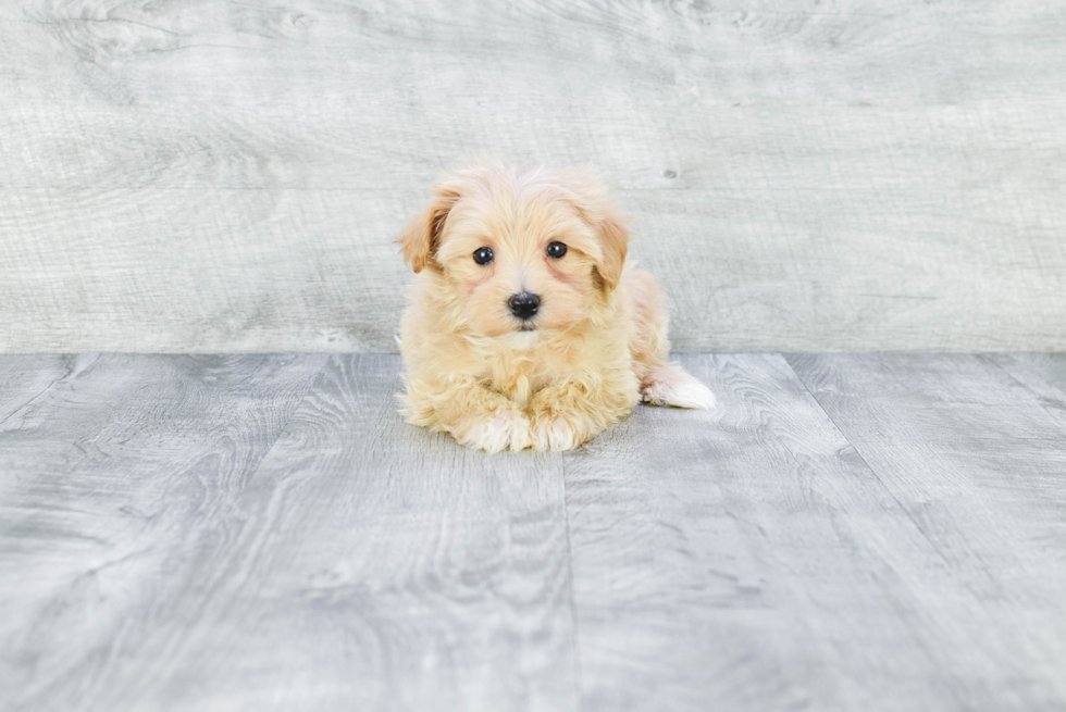 Meet Jacob - our Maltipoo Puppy Photo 3/3 - Premier Pups