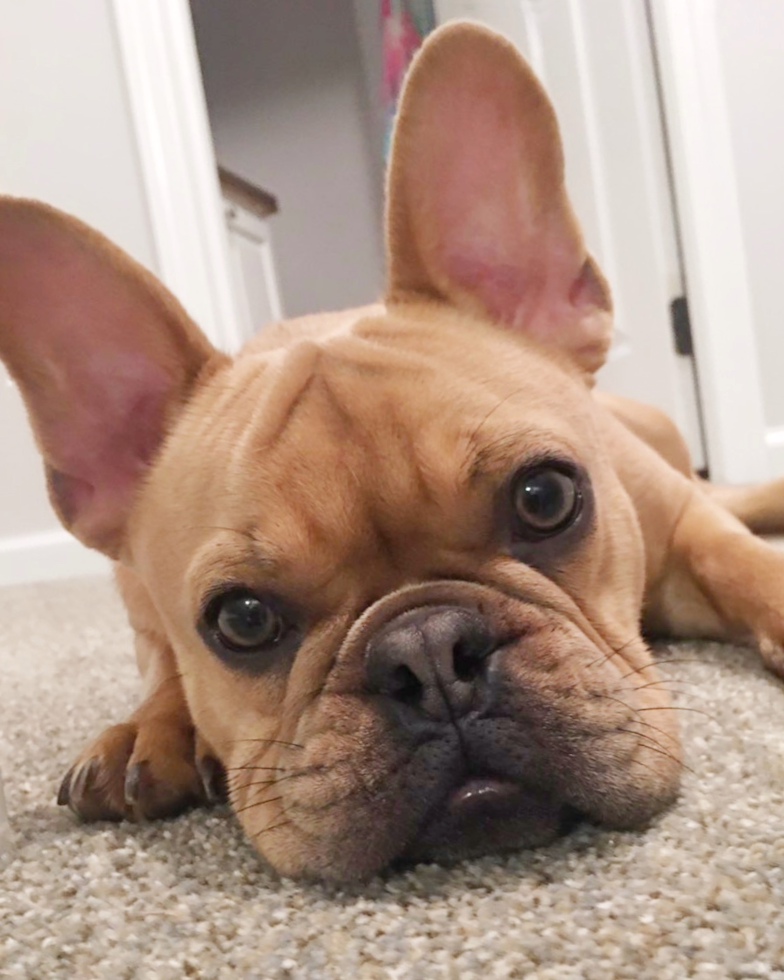 Smart Frenchie Purebred Pup