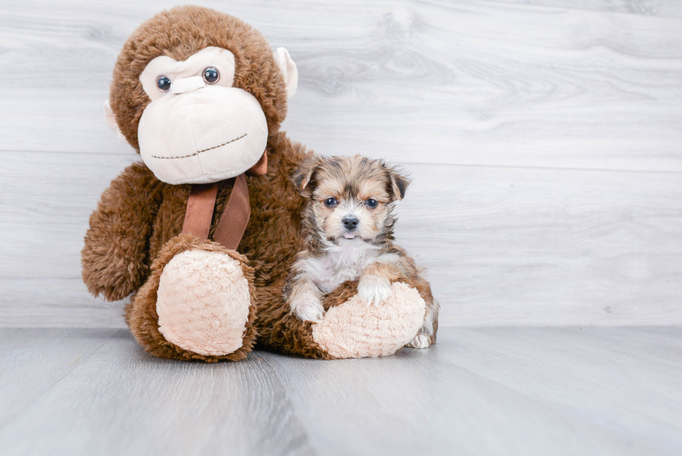 Meet Miley - our Morkie Puppy Photo 3/3 - Premier Pups