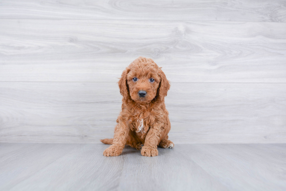Meet Ruger - our Mini Goldendoodle Puppy Photo 3/3 - Premier Pups