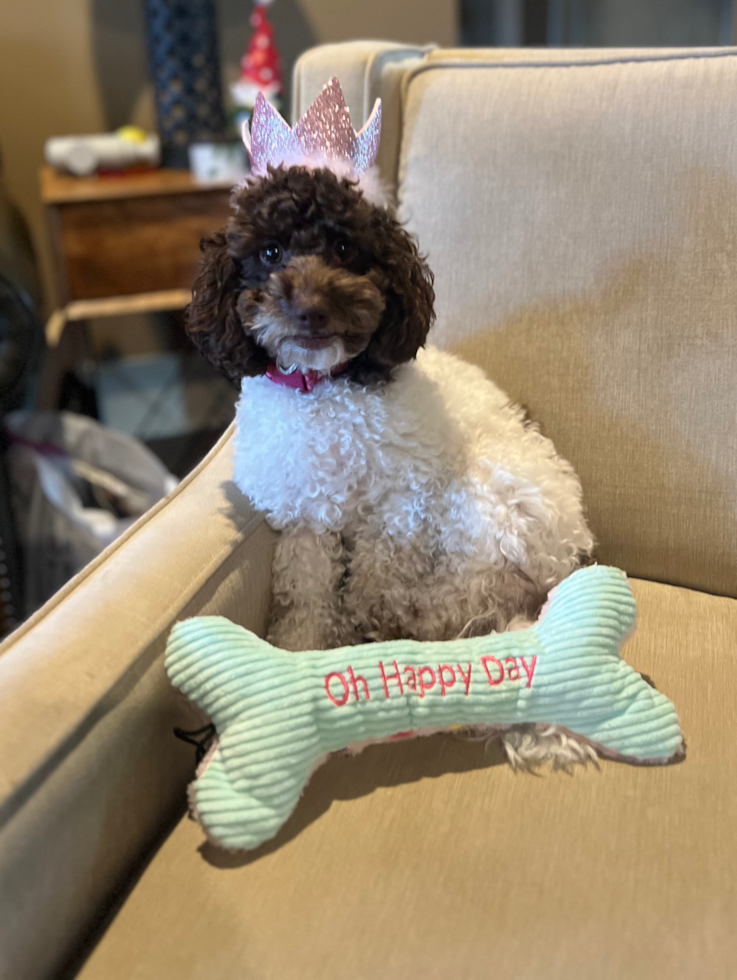 brown and white cockapoo sitting on a couch