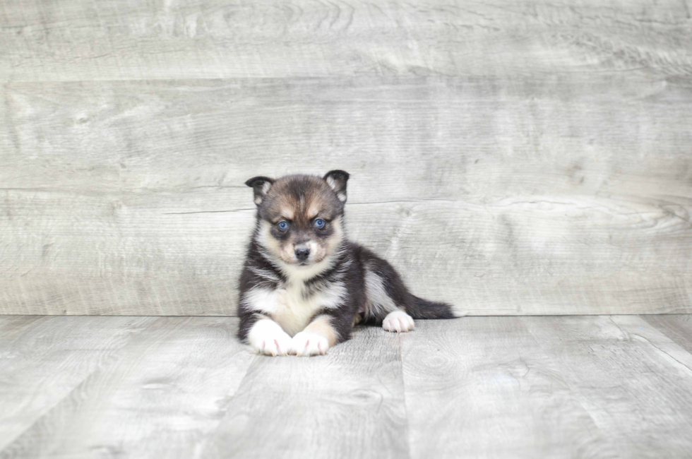 pomsky puppies for sale in ohio pomsky puppies for sale small cross puppies breeds for sale in ohio pomsky puppies for sale in ohio pomsky puppies for sale small cross puppies breeds for sale in ohio
