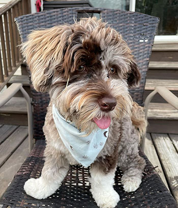 adult havapoo dog sitting on a patio chair