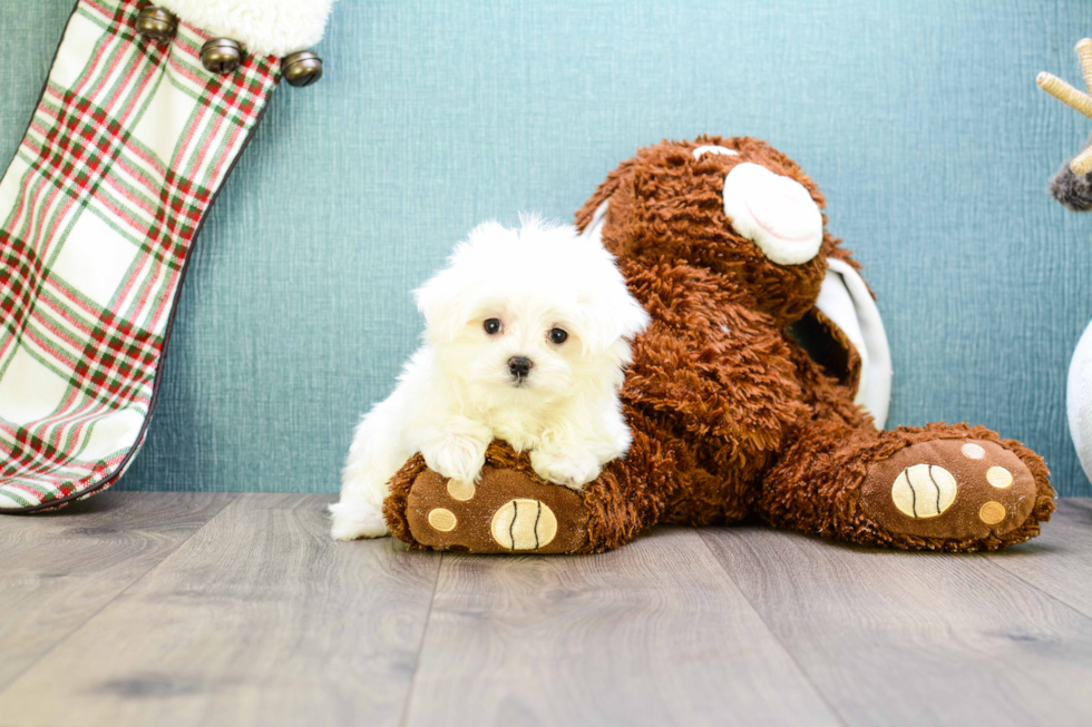 Meet Teacup-Hunter - our Maltese Puppy Photo 