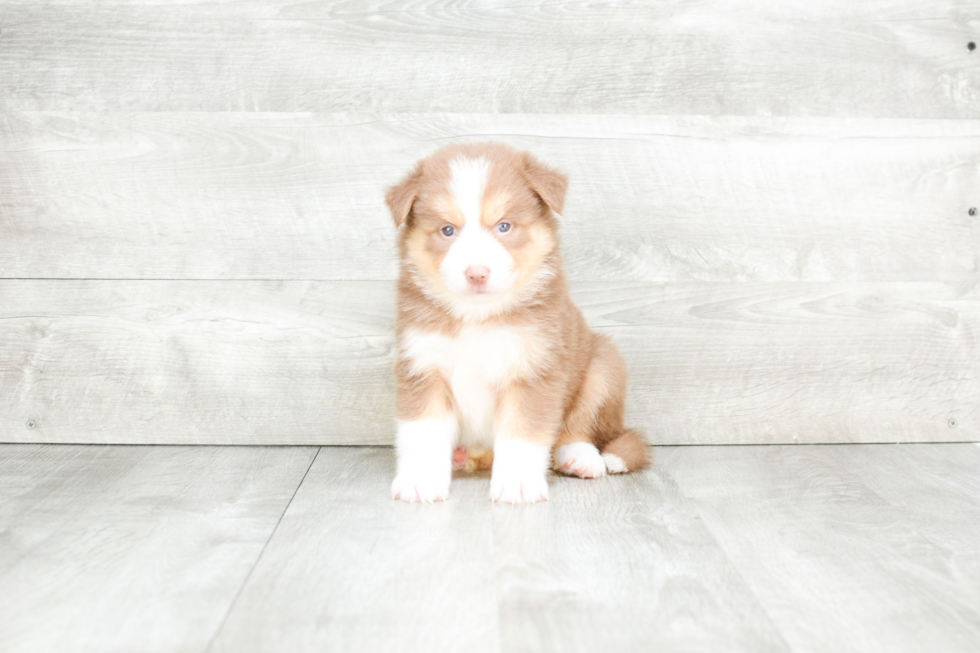 Meet Teagan - our Pomsky Puppy Photo 3/4 - Premier Pups