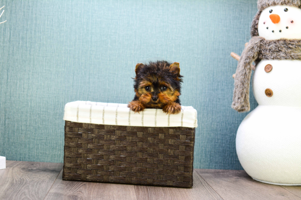 Meet Micro-Teacup-Ronaldo - our Yorkshire Terrier Puppy Photo 