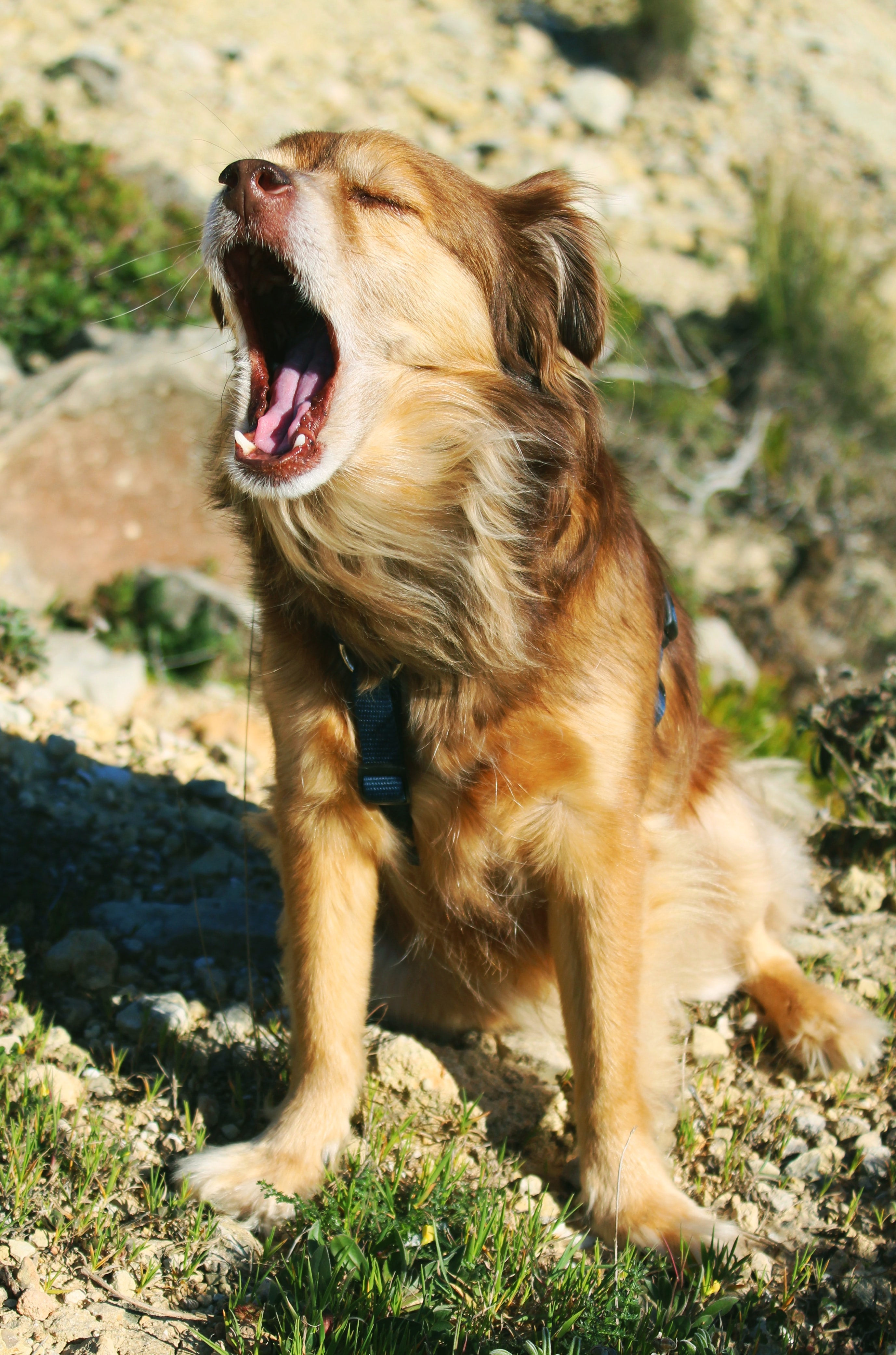 dog appearing to sing