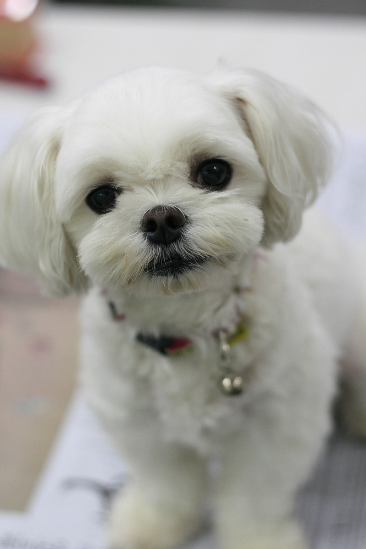 teacup maltese with short hair