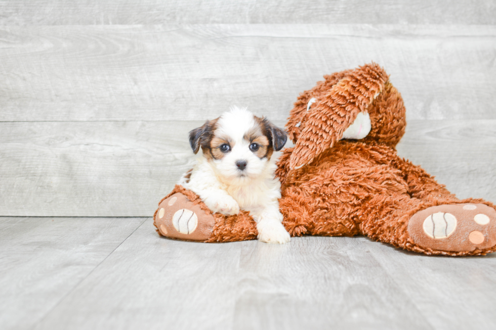 Meet Kameron - our Teddy Bear Puppy Photo 2/3 - Premier Pups