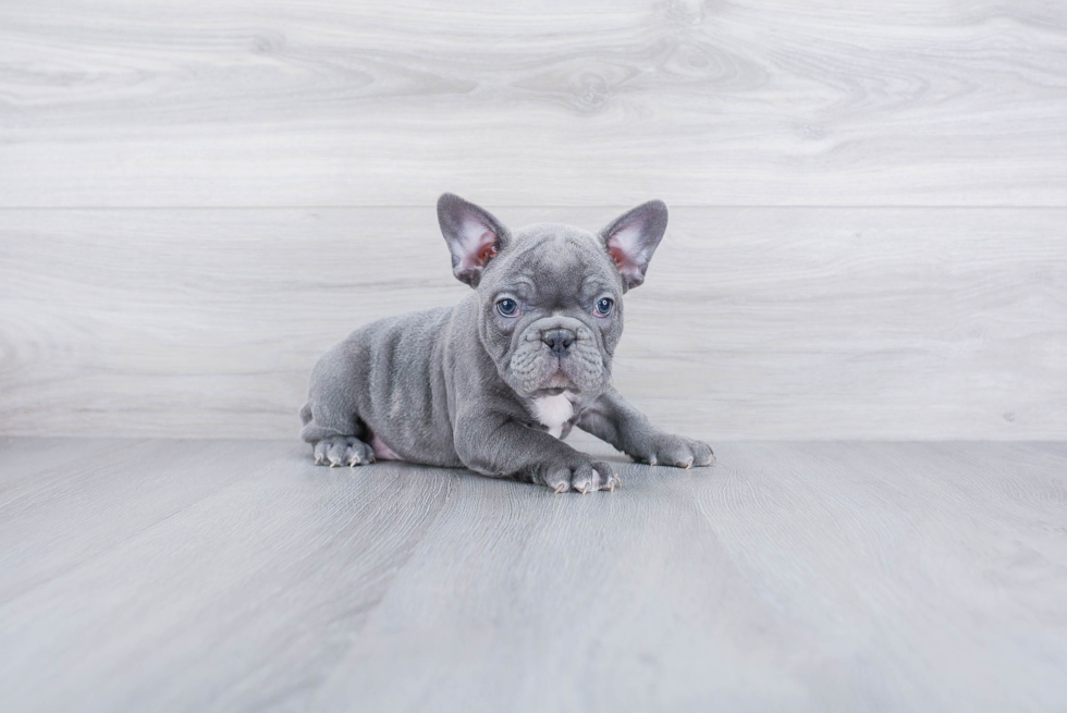 Meet Bruiser - our French Bulldog Puppy Photo 3/4 - Premier Pups