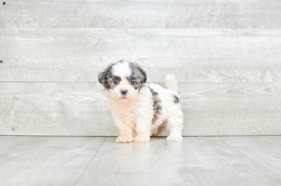 Small breed puppies for sale Teacup Pups for sale in Ohio Premier Pups