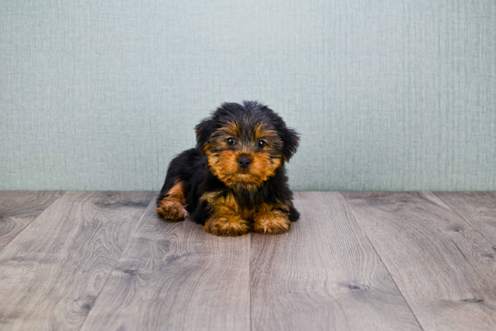 Meet Zimmy - our Yorkshire Terrier Puppy Photo 