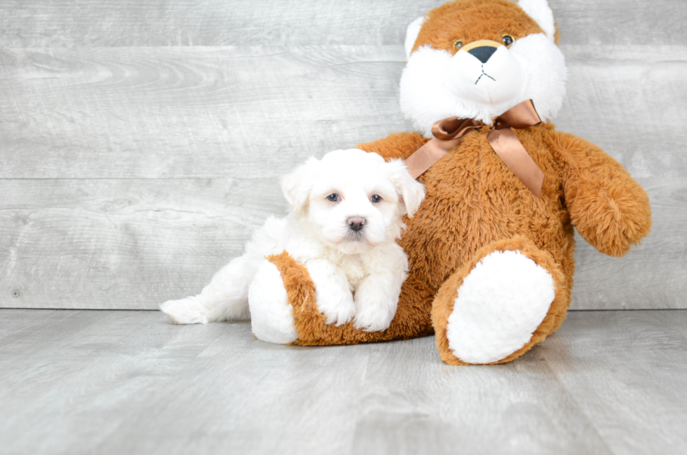 Teddy Bear Puppies for Sale – Shichon Puppies | Premierpups.com