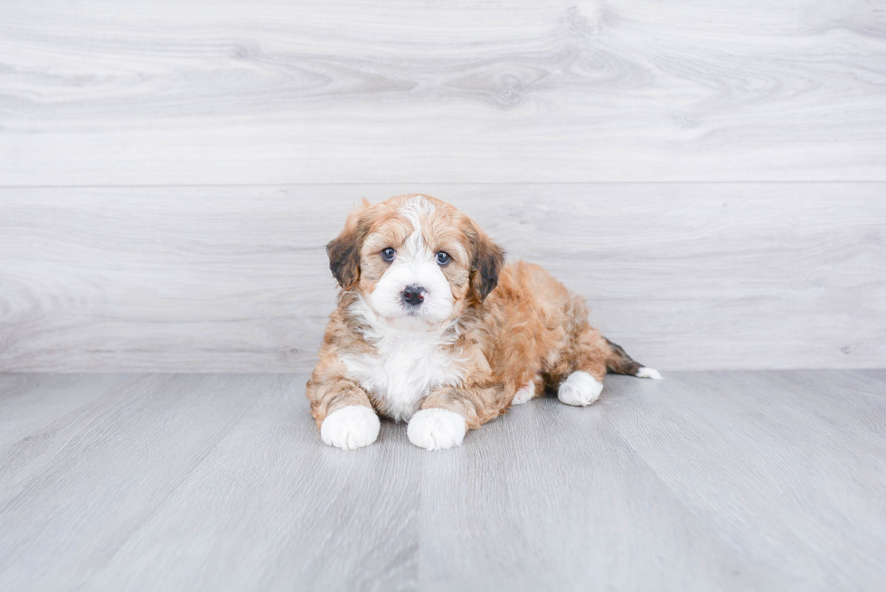 Meet Callie - our Mini Bernedoodle Puppy Photo 1/3 - Premier Pups