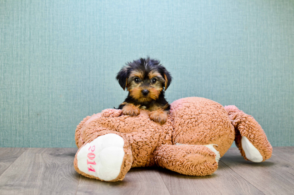 Meet Avery - our Yorkshire Terrier Puppy Photo 