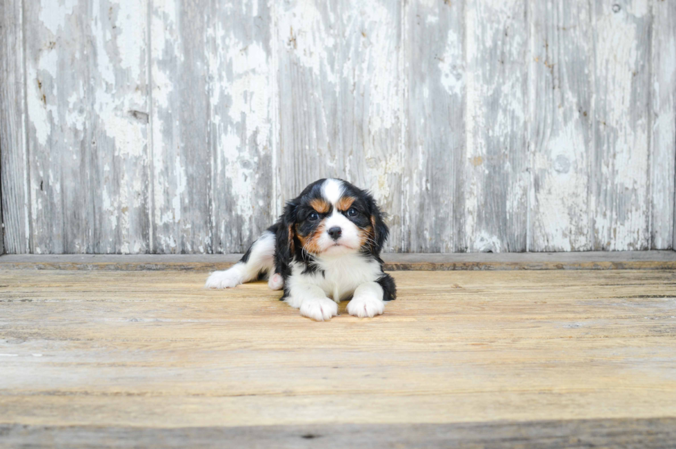 Cavalier King Charles Spaniel puppies for sale | AKC Small ...