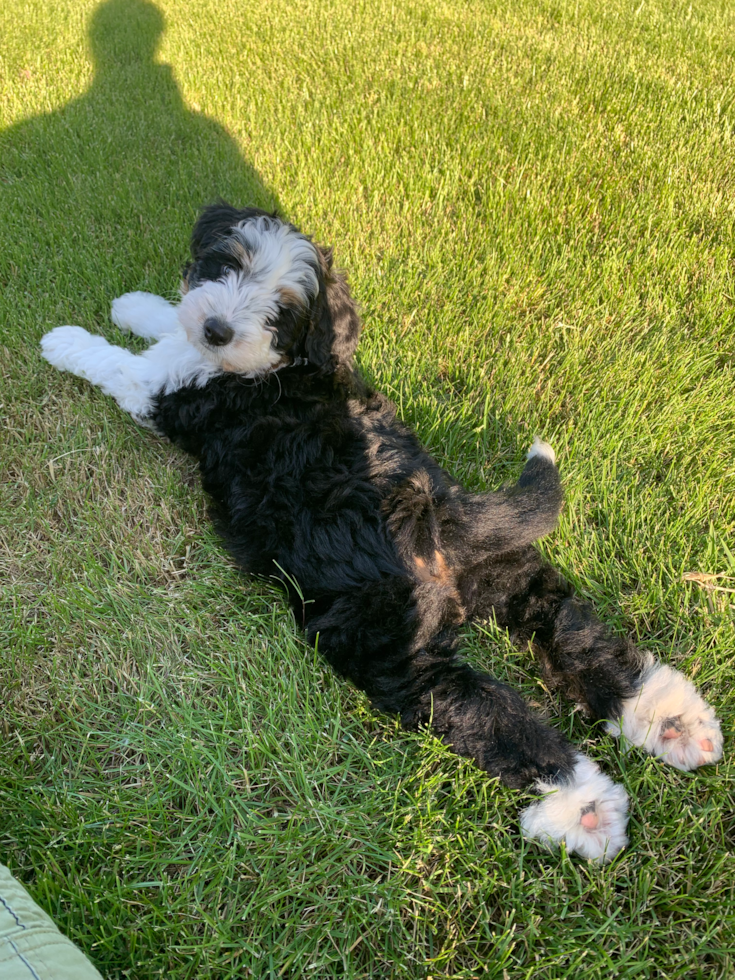 tricolor bernedoodle laying on a lawn - mini bernedoodle pros and cons
