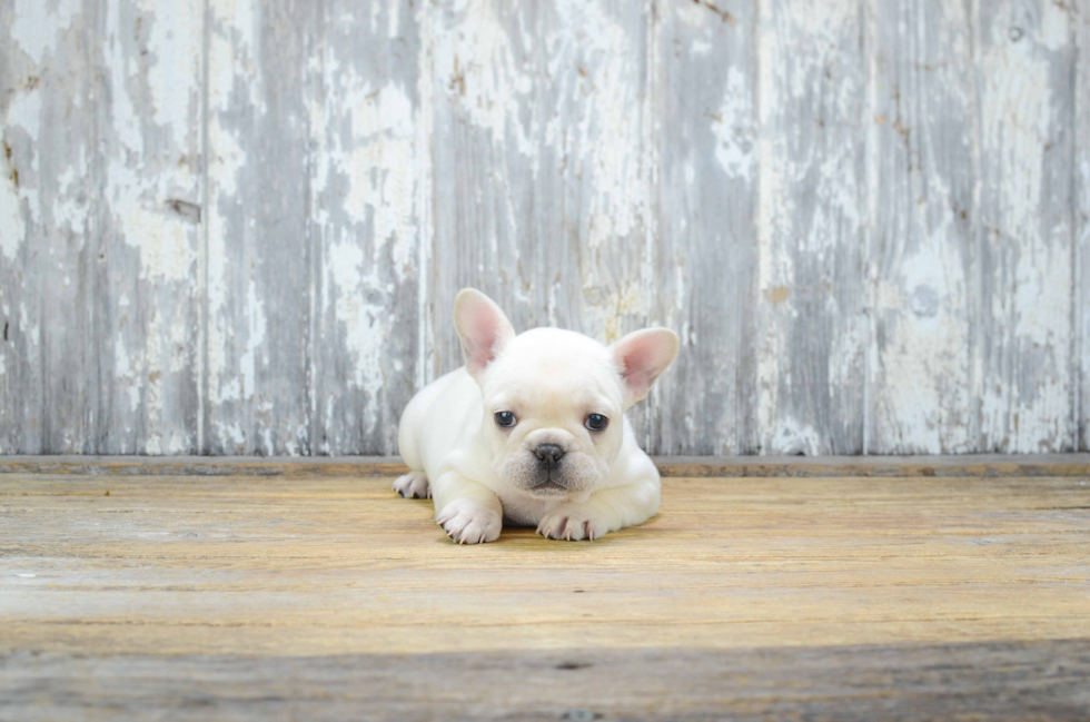 Small French Bulldog Purebred Pup