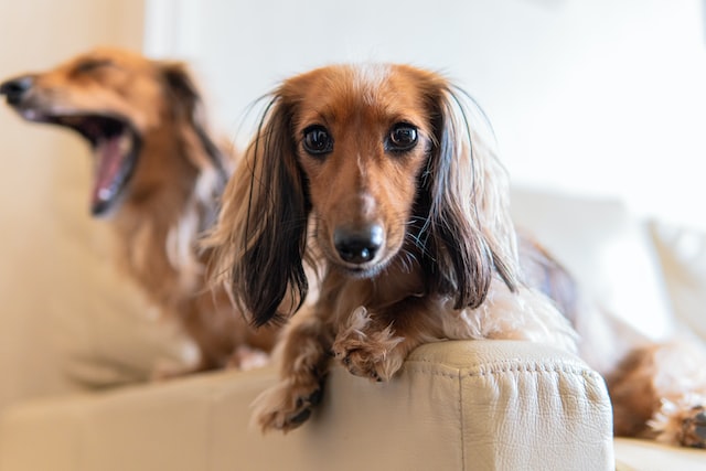 two dachshunds on a bed, one with a wide open mouth
