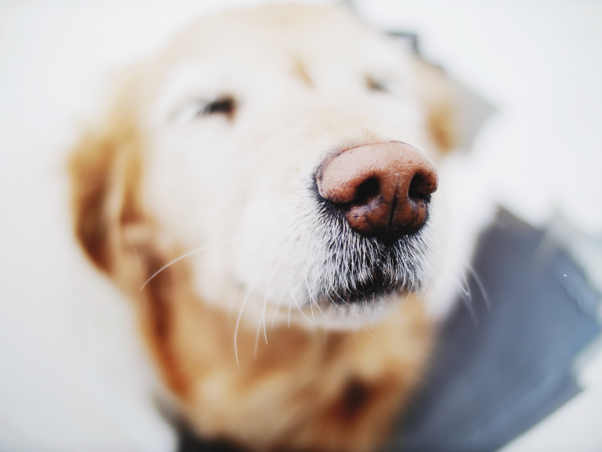 close up of a dog nose