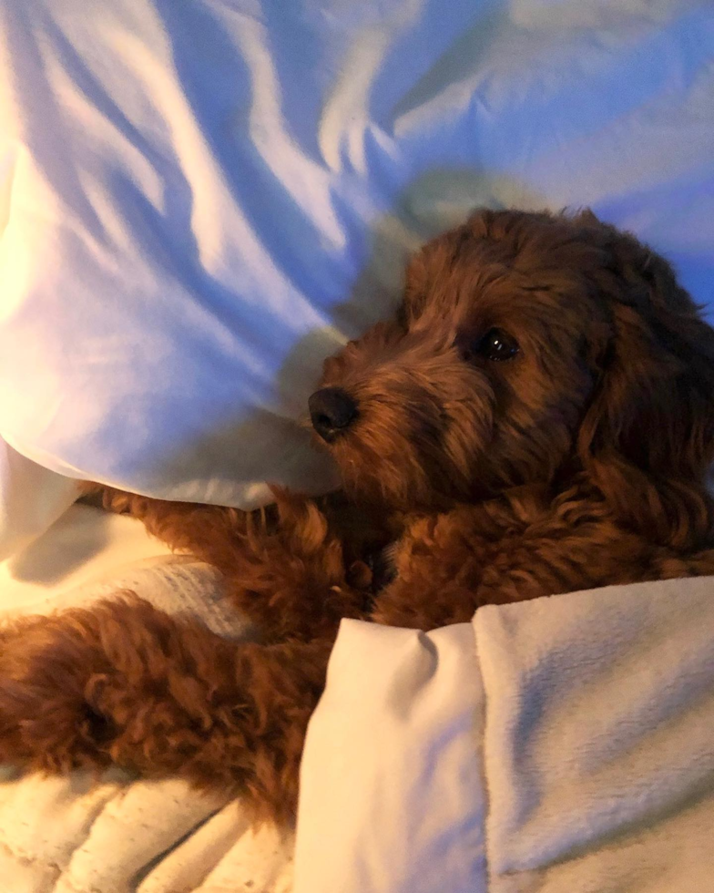 brown goldendoodle mini with wavy hair laying in bed covered by a white bed sheet
