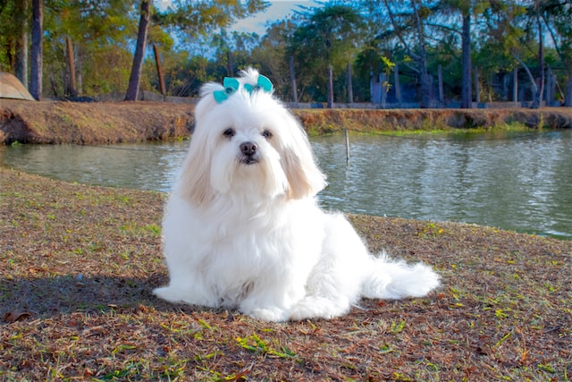 groomed long-hair Maltese 