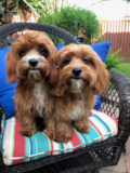 Fluffy Cavapoo Poodle Mix Pup