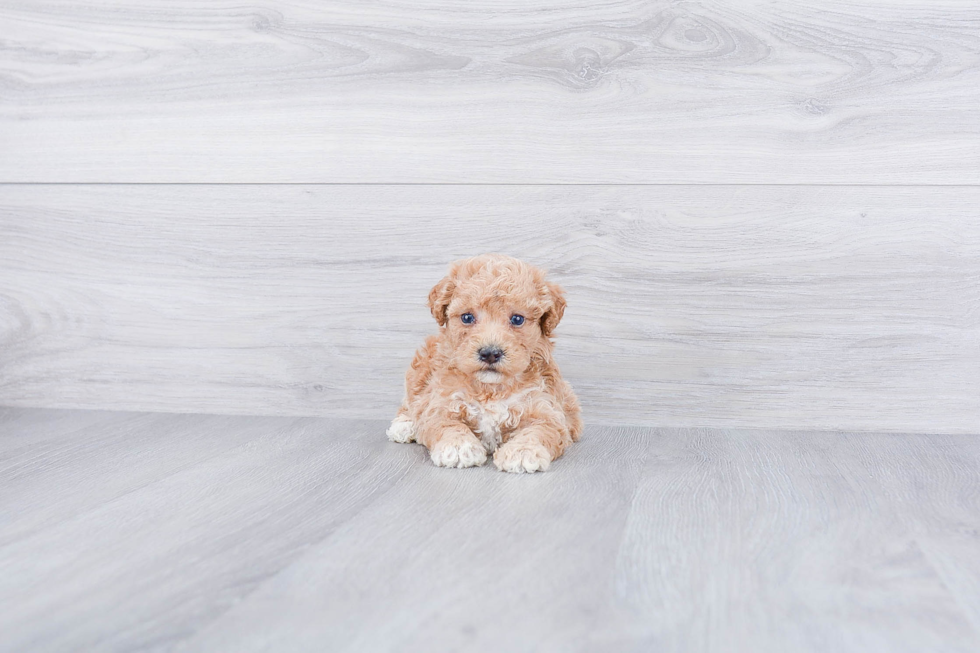 Meet Benzie - our Maltipoo Puppy Photo 3/3 - Premier Pups