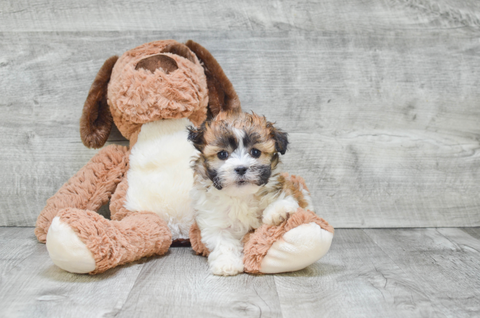 Havanese puppies for sale Small purebred Havanese puppies for sale in