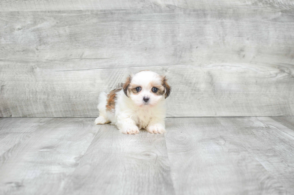 8 week old teddy bear puppies