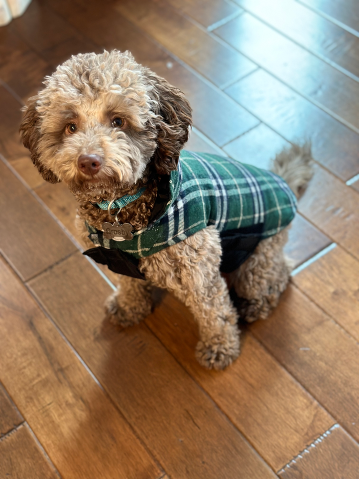 cute mini goldendoodle dog with chocolate merle coat sitting on the floor